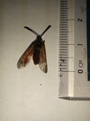 Neurosymploca concinna