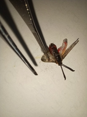 Neurosymploca concinna