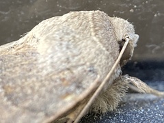 Cissusa indiscreta