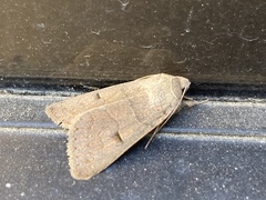 Cissusa indiscreta
