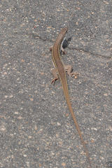 Gerrhosaurus nigrolineatus