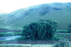 Salix babylonica babylonica