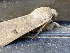 Cissusa indiscreta