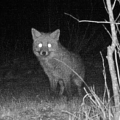 Vulpes vulpes vulpes