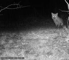 Vulpes vulpes vulpes