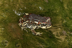 Rhinella atacamensis