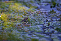 Rhinella atacamensis