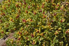 Halophytum ameghinoi