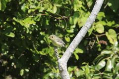 Vireo gundlachii