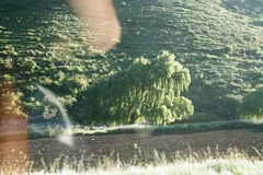 Salix babylonica babylonica