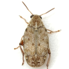 Algarobius bottimeri