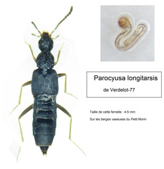 Parocyusa longitarsis