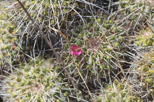 Mammillaria compressa
