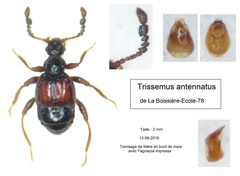 Trissemus antennatus