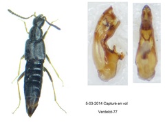 Parocyusa longitarsis