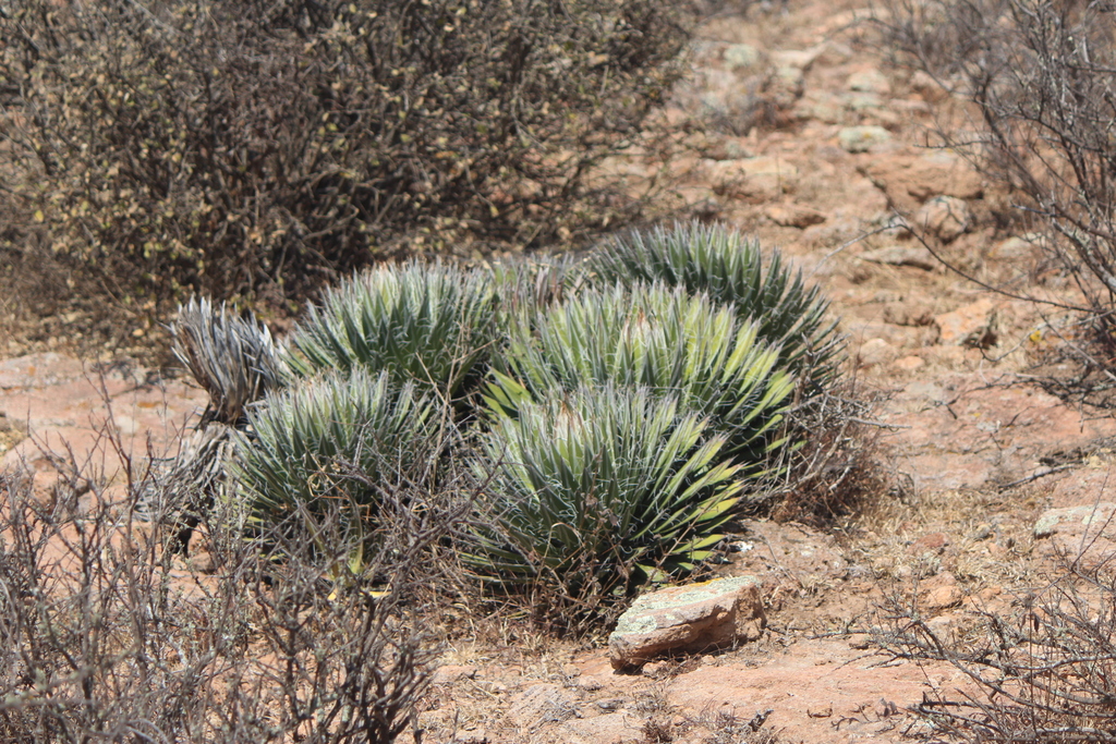 Agave filifera, Cadereyta, Qro., México