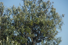 Buddleja loricata