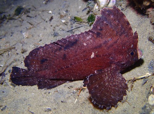 Cockatoo fish (Ablabys taenianotus) — Tetrarogidae — 3