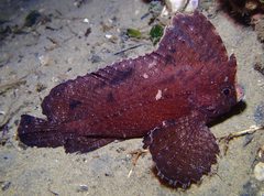 Cockatoo Leaf Fish photo 3