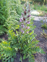 Acanthus hungaricus
