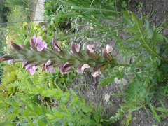 Acanthus hungaricus