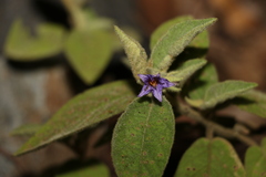Solanum nemophilum