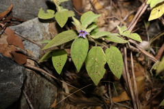 Solanum nemophilum