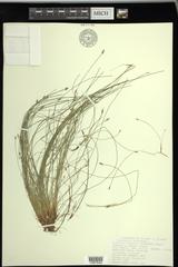 Eleocharis intermedia