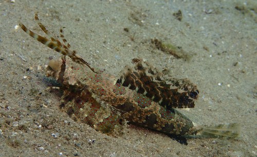 Finger dragonet (Dactylopus dactylopus) — Callionymidae — 4