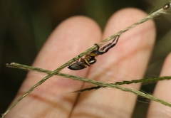 Mopsolodes australensis