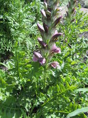 Acanthus hungaricus