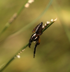 Mopsolodes australensis