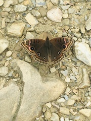 Junonia genoveva