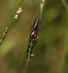 Mopsolodes australensis