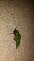 Pycnopalpa bicordata