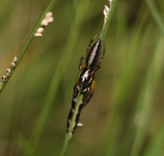 Mopsolodes australensis