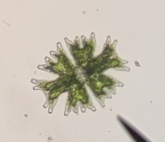 Micrasterias americana
