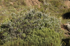 Buddleja loricata