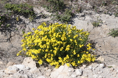 Senecio spanomerus