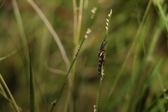 Mopsolodes australensis