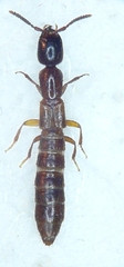 Xantholinus distans