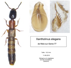 Xantholinus elegans