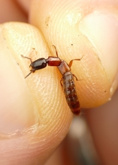 Xantholinus elegans
