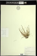 Eleocharis intermedia