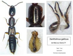 Xantholinus gallicus