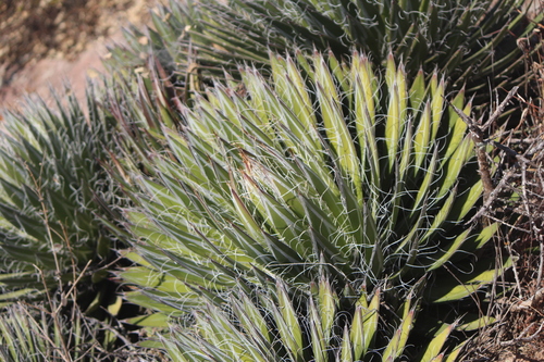Agave filifera