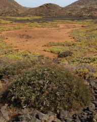 Limonium tuberculatum image