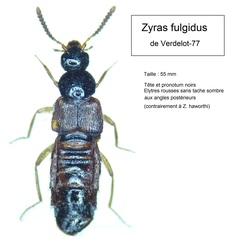 Zyras fulgidus