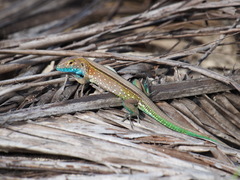 Cnemidophorus duellmani