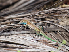 Cnemidophorus duellmani